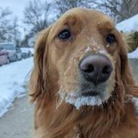 Dog with snow on her face